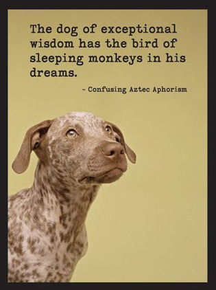 Wise Dog